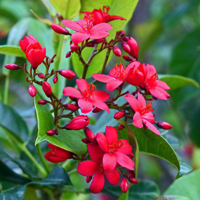 Jatropha Live Plant