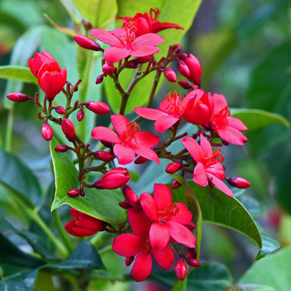 Jatropha Live Plant