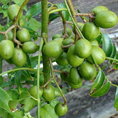 Live June Plum Plant Suitable For Bonsai