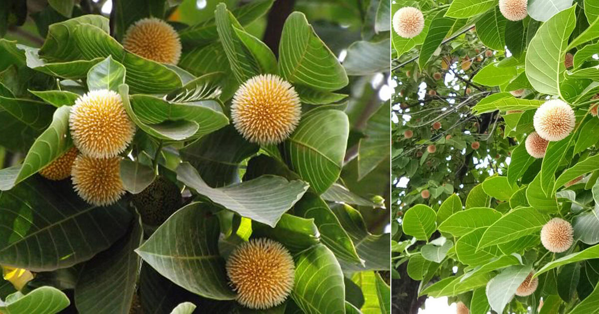 green paradise kadamba Tree krishna kadamb tree live plant ...