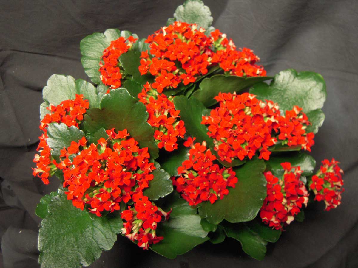 Kalanchoe Plant with Pot, 15 to 30 cm, Red
