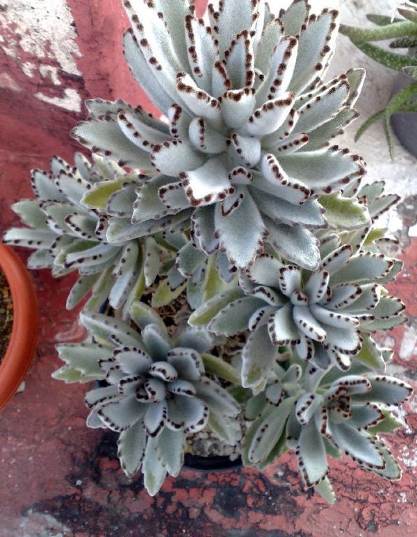 Kalanchoe Tomentosa Succulent Panda Paw Live Plant With Pot