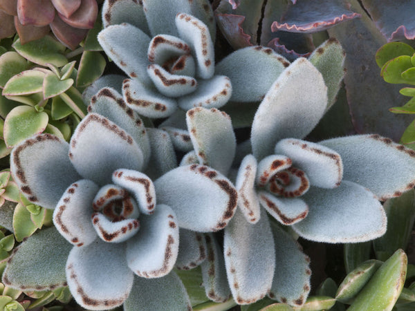 Kalanchoe Tomentosa Succulent Panda Paw Live Plant With Pot
