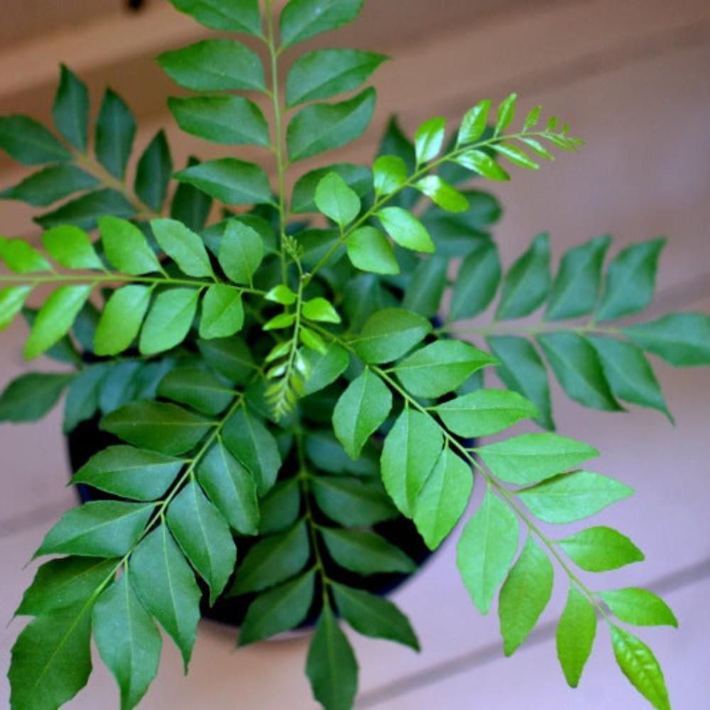 Kari Patta Live Plant