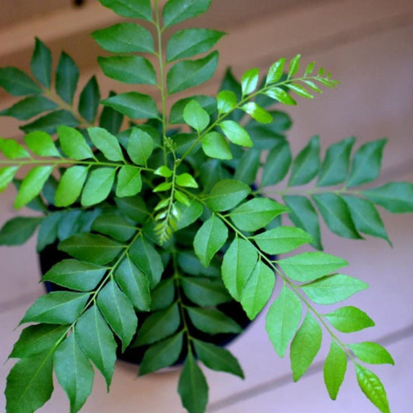 Kari Patta Live Plant