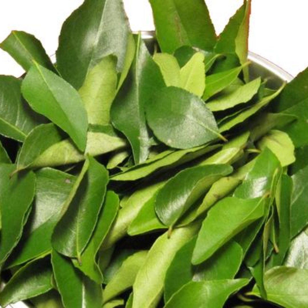 Kari Patta Live Plant