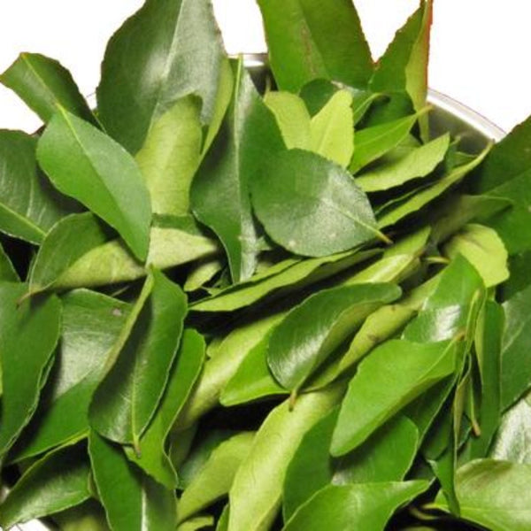 Kari Patta Live Plant