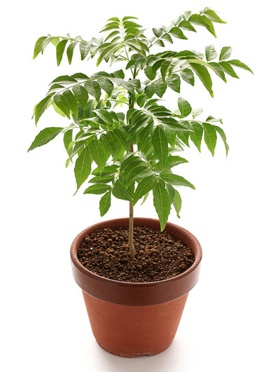 Kari Patta Live Plant
