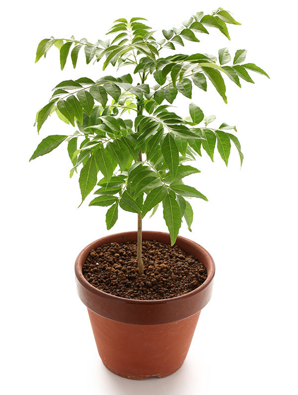 Kari Patta Live Plant