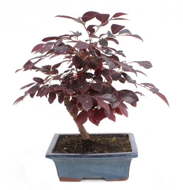 Live Bonsai Loropetalum Plant with Bonsai Pot