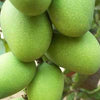 Exclusive Langra Mango Live Plant-Green Paradise Live