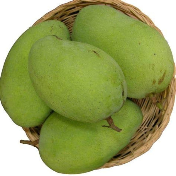 Exclusive Langra Mango Live Plant-Green Paradise Live