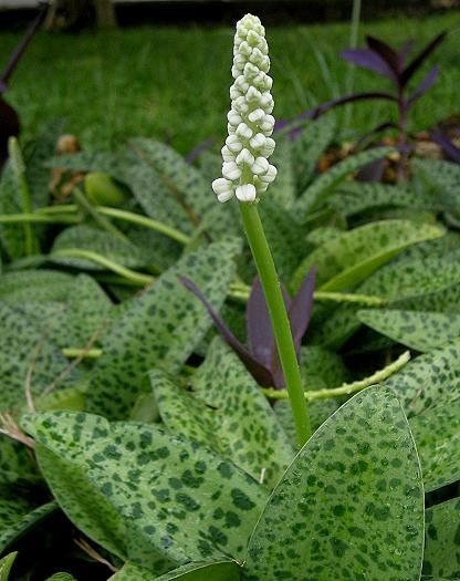 Ledebouria petiolata Live Plant indoor outdoor air purifier plant