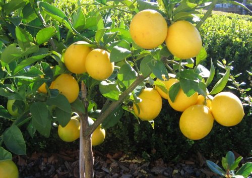Live Lemon Plant Suitable For Bonsai