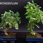 Korean Pepper Lero Lero Pre Bonsai Mature Sapling Plant for Bonsai in a Poly Bag