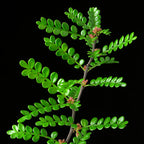 Korean Pepper Lero Lero Pre Bonsai Mature Sapling Plant for Bonsai in a Poly Bag
