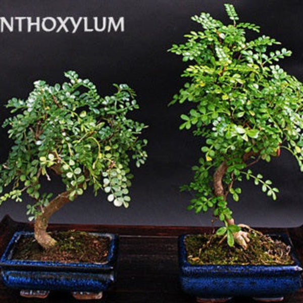 Korean Pepper Lero Lero Pre Bonsai Mature Sapling Plant for Bonsai in a Poly Bag