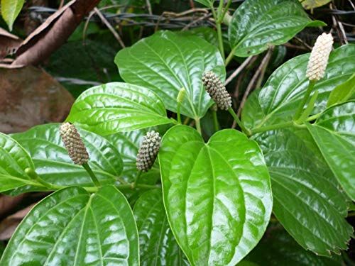 Lindi Piper Indian long pepper plant