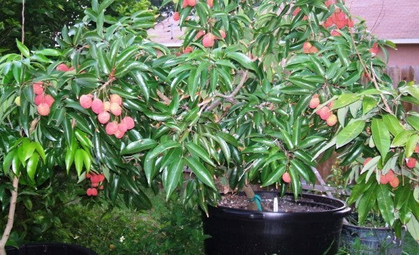live litchi Plant Suitable For bonsai