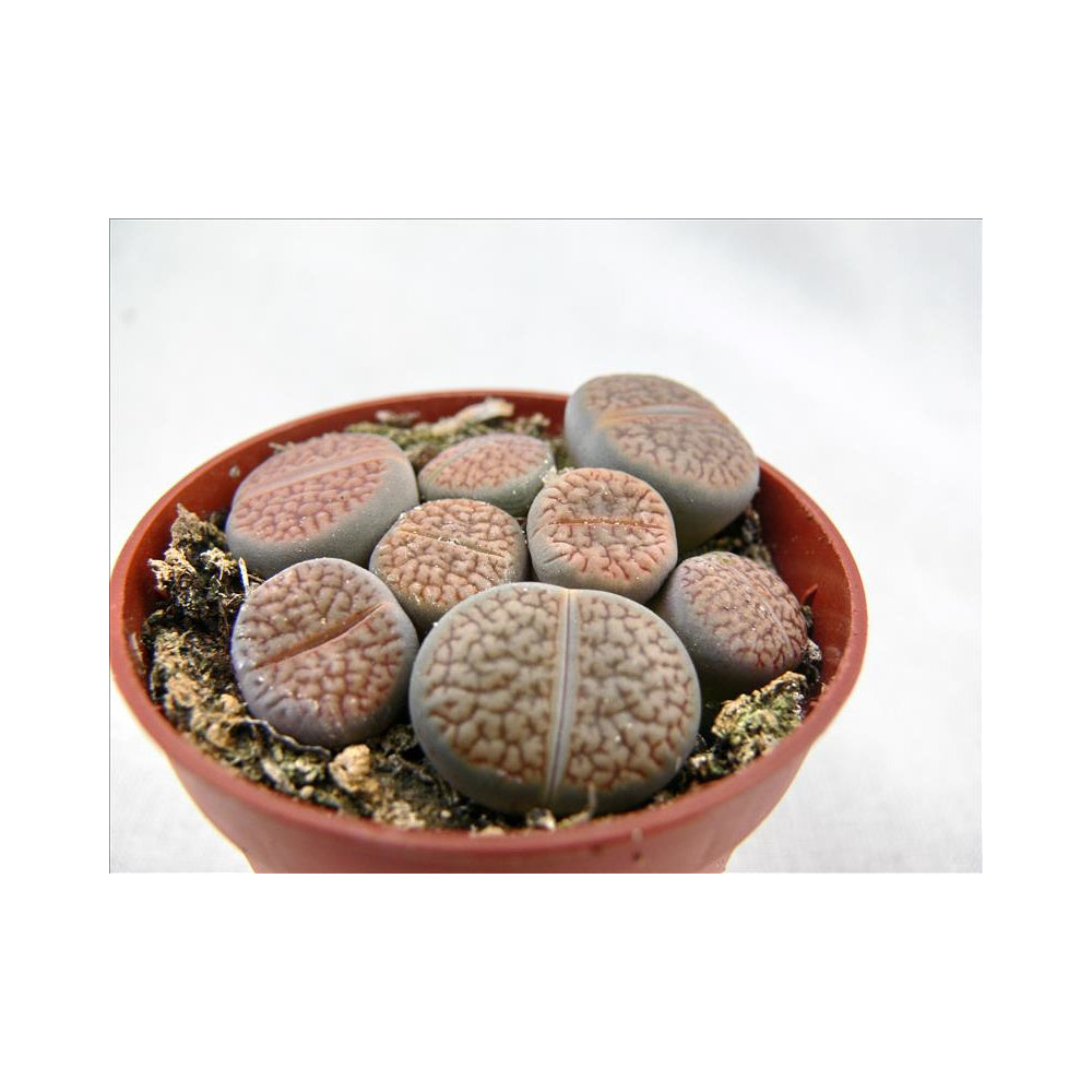 Lithops Cactus Live Plant