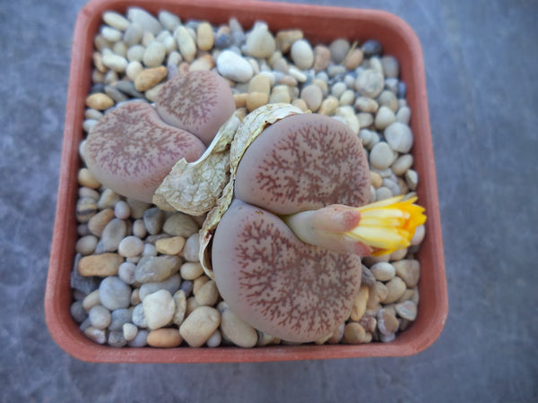 Lithops Cactus Live Plant