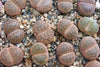 Lithops Cactus Live Plant