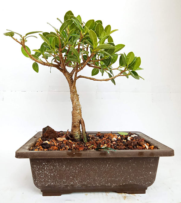 Long Island 2 Years Old Live Mini Banyan Bonsai Plant
