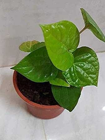 Maghai Pan Nagarvel Betel Leaf Live Plant