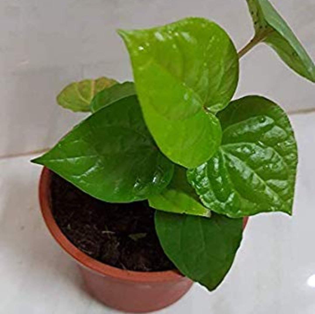 Maghai Pan Nagarvel Betel Leaf Live Plant