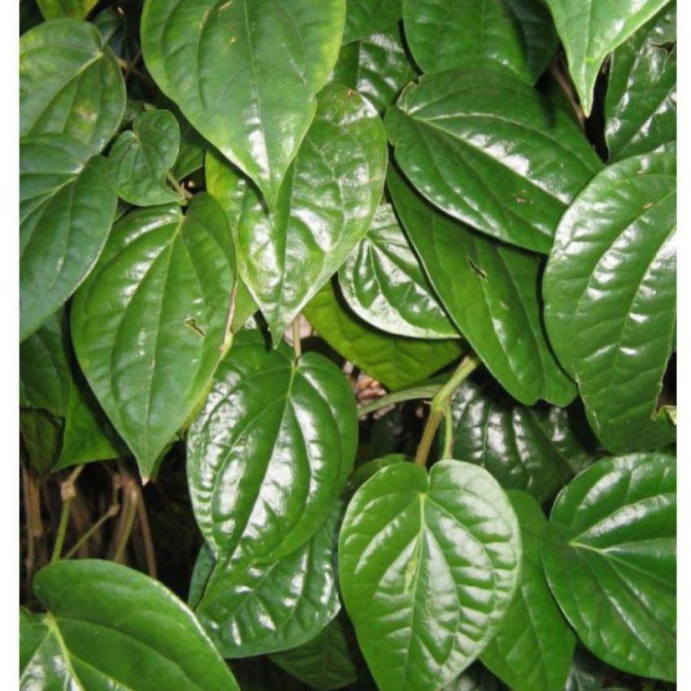 Maghai Pan Nagarvel Betel Leaf Live Plant