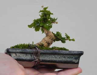 malpighia coccigera bonsai mame bonsai with ceramic bonsai pot
