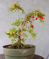 Malpighia Japanese Cherry Blossom Bonsai Tree Malpighia punicifolia, Dwarf Barbados Cherry Tree (Live Plant)