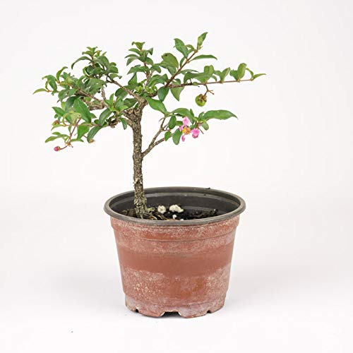 Malpighia Dwarf Cherry Blossom Bonsai Suitable Sapling Plant
