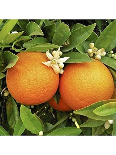 Malta Oranges live Grafted Original Plant