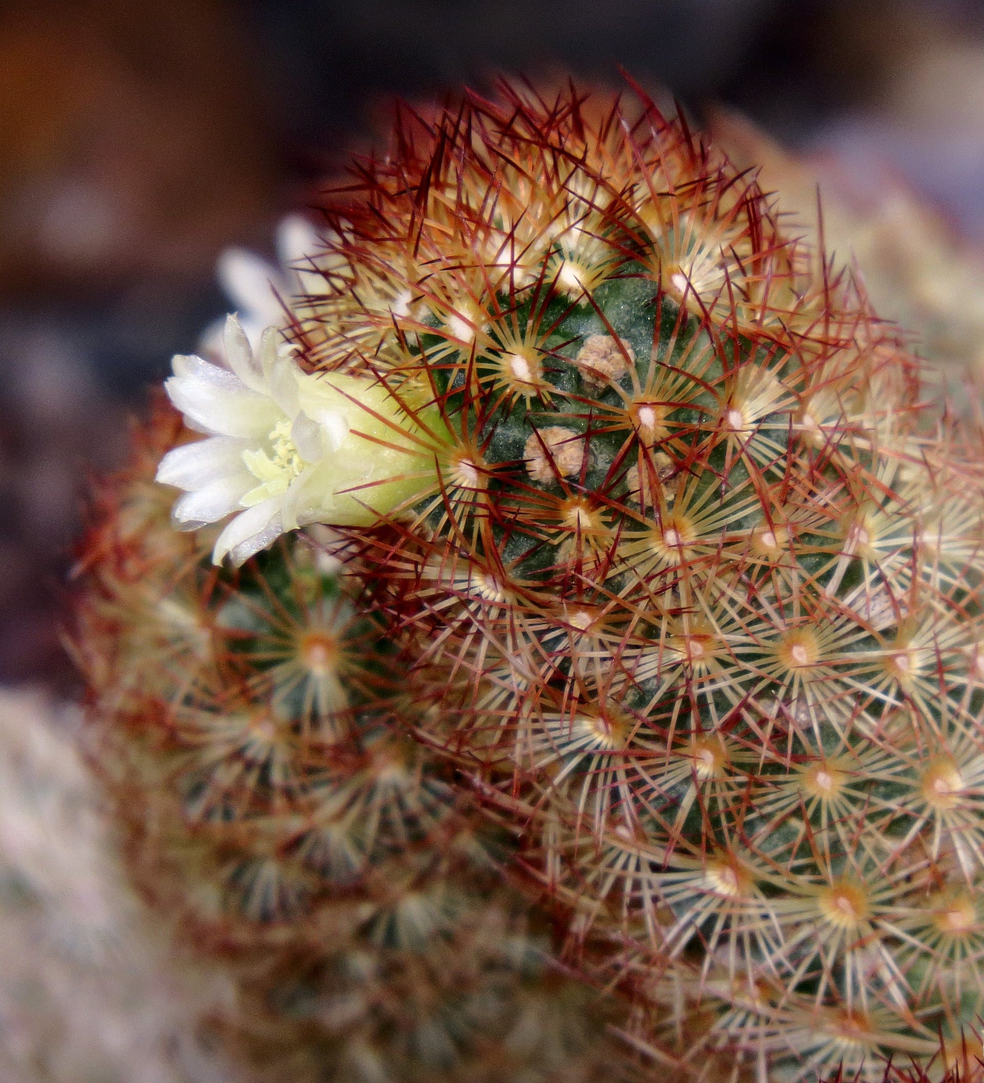 Mammillaria Elongata Cactus Plant
