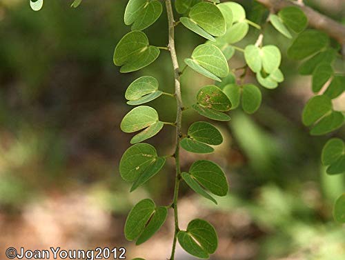 Mini Bahunia Bonsai Live Plant