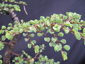 Mini Bahunia Bonsai Live Plant