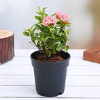Mini Ixora Pink Live Plant
