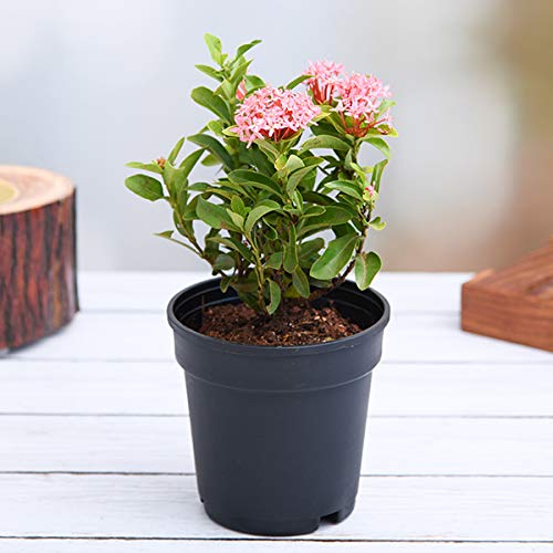 Mini Ixora Pink Live Plant