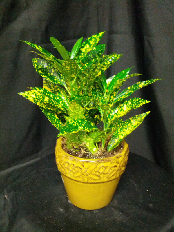 Mini Lemon Croton Live Plant