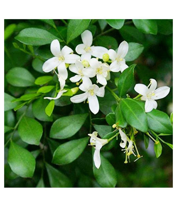 Mini Madhukamini Live Plant