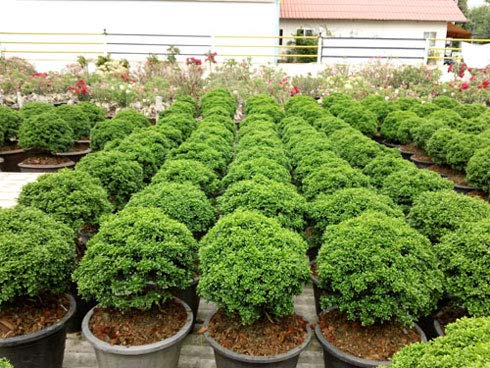 Murraya compacta prebonsai plant with pot