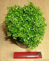 Live Mini Murraya prebonsai plant with bonsai pot