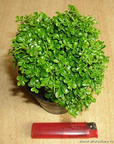 Murraya compacta prebonsai plant with pot