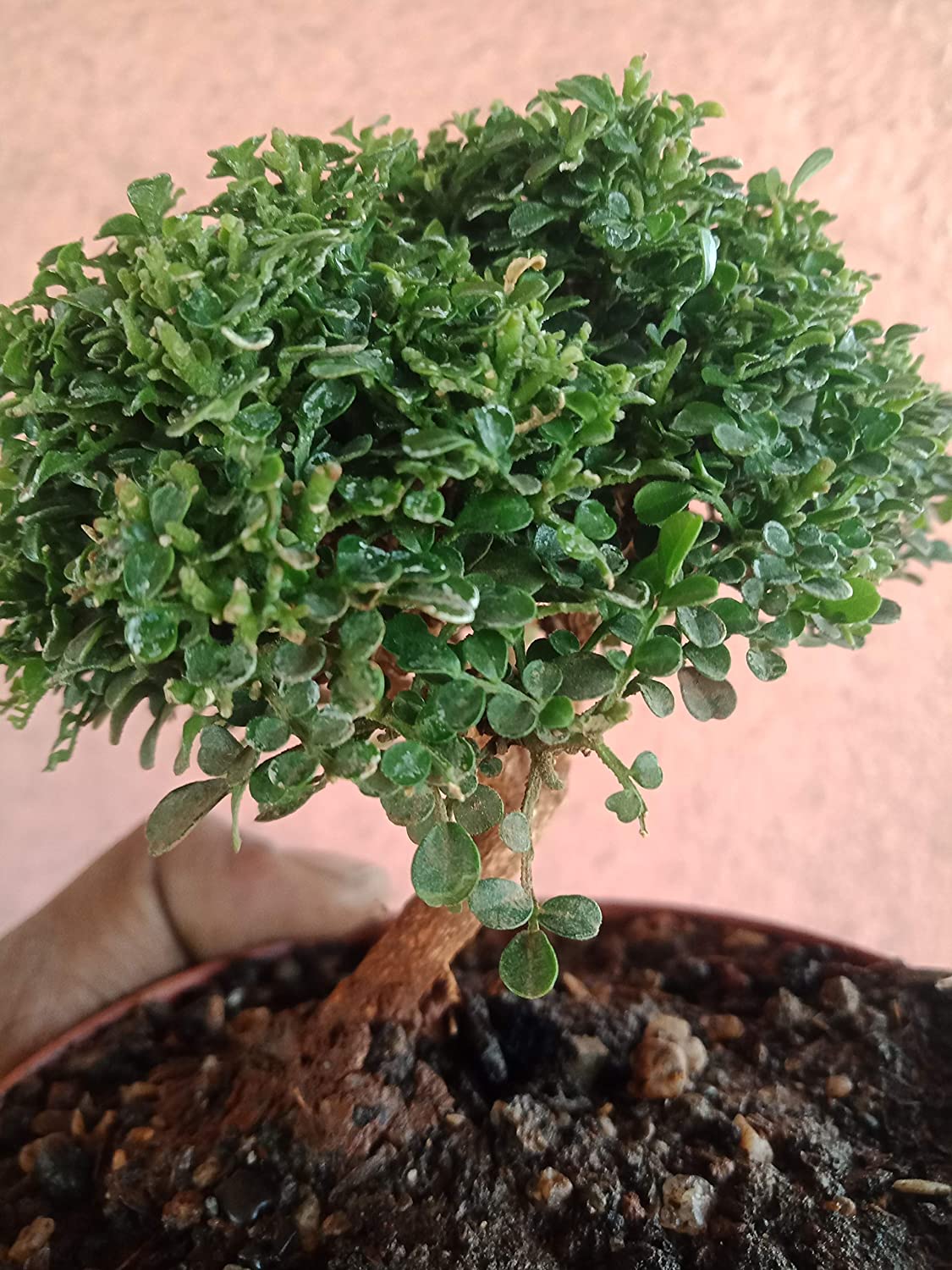 Murraya compacta prebonsai plant with pot