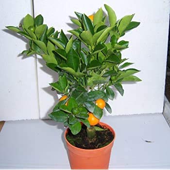 Mini Oranges Live Plant