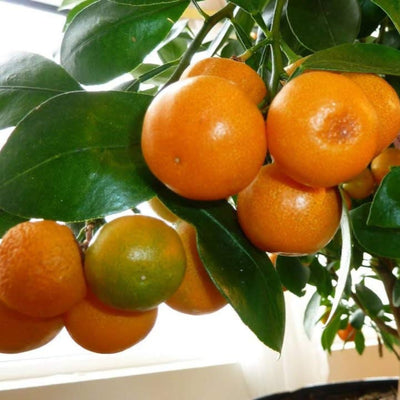 Mini Oranges Live Plant