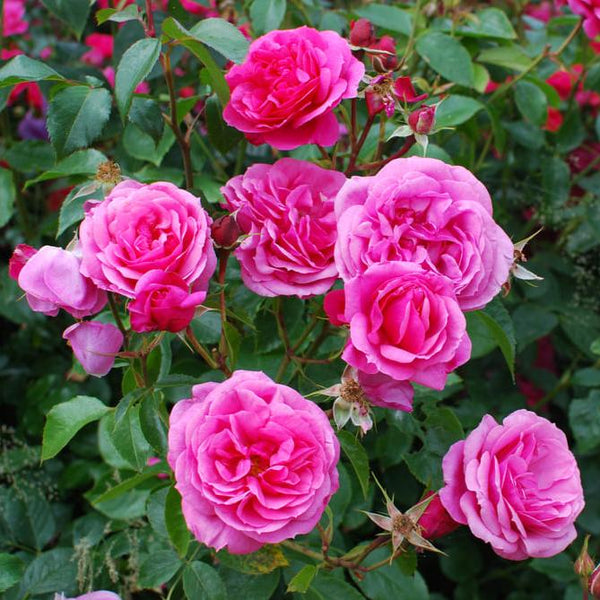 Mini Pink Bunch Roses Plant