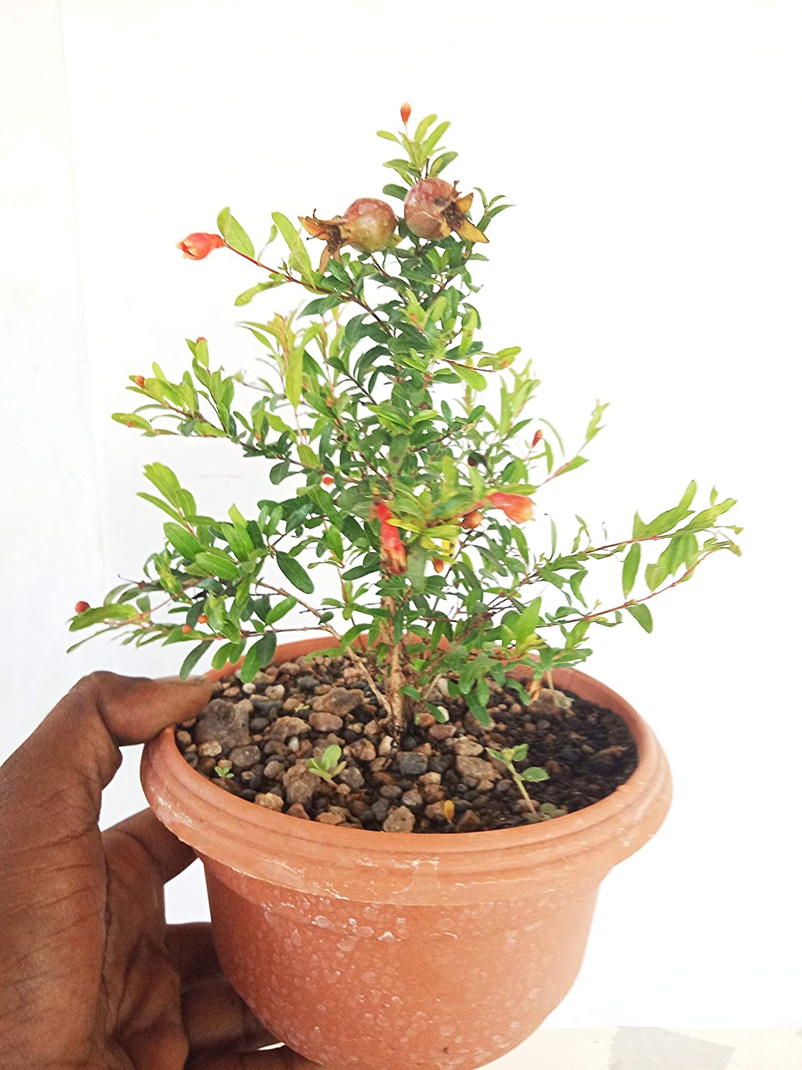 Mini Pomegranate Bonsai live Plant