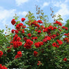 Green Paradise Mini Red Bunch Rose Plant